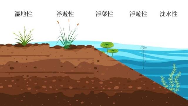 水棲植物　生活型　生育形